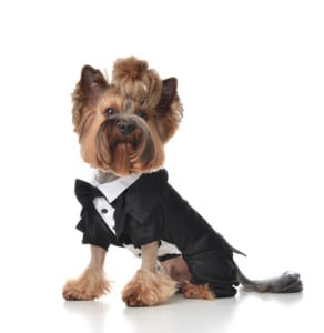 Comment faire participer mon chien à mon mariage